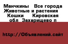 Манчкины - Все города Животные и растения » Кошки   . Кировская обл.,Захарищево п.